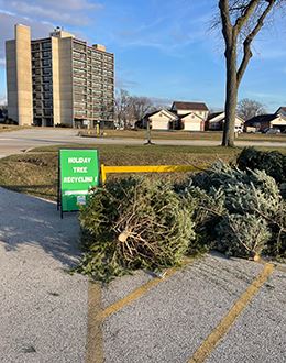 tree-sign collection 2023 nf size