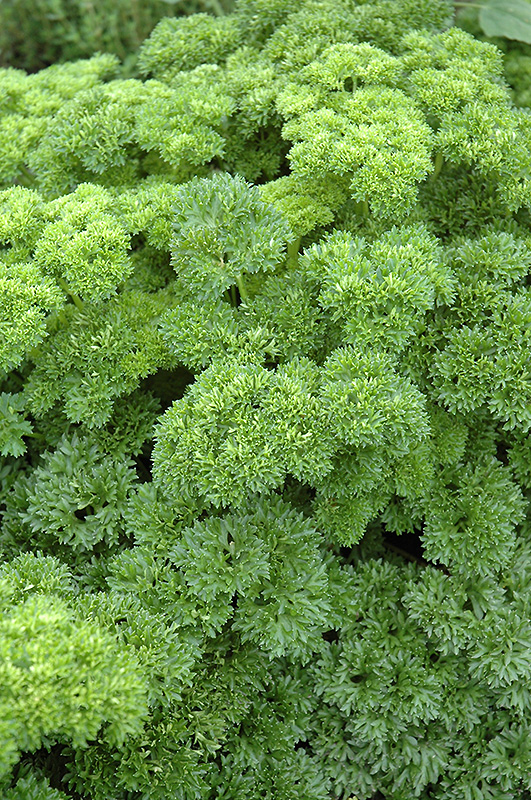 parsley