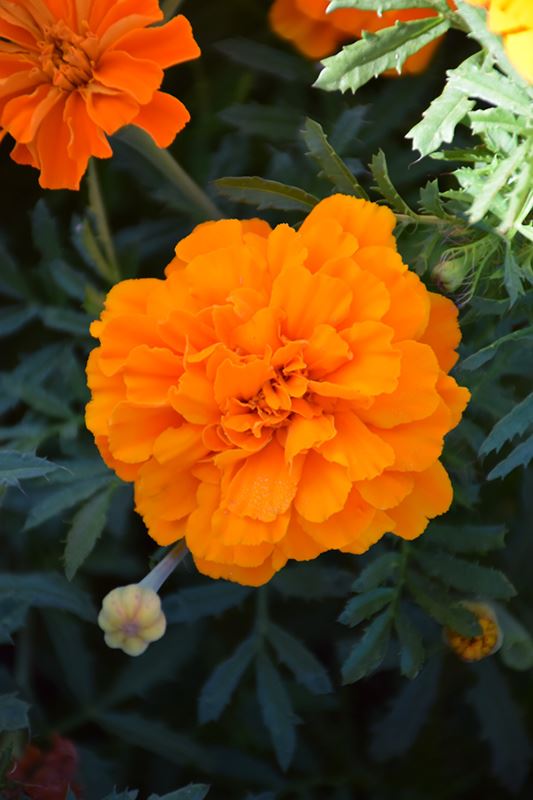 marigold