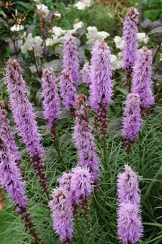 dwarf liatris