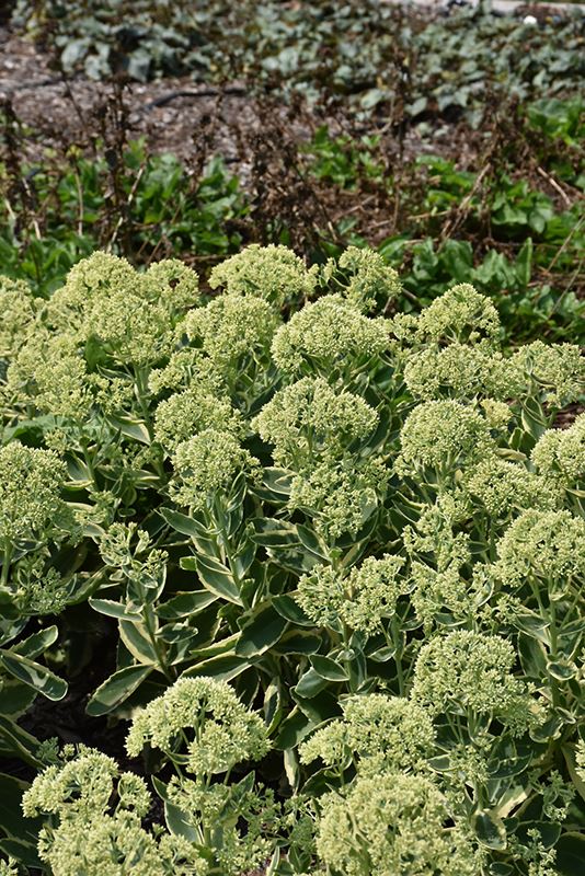 sedum
